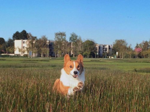 Loki, en av de mest kända hundarna på internet har gått bort