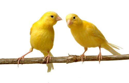 Uppfödning av kanariefåglar – allt du behöver veta