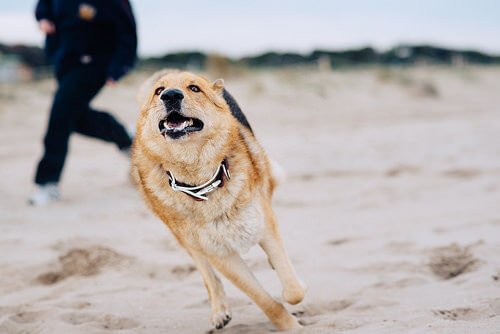 Hund som springer på stranden.