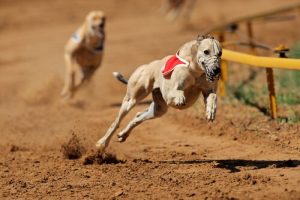 Hundkapplöpning har förbjudits i Argentina