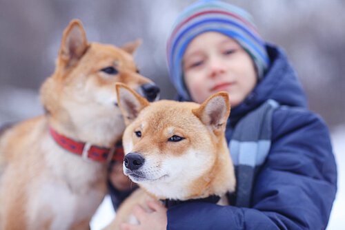 Barn med hundar