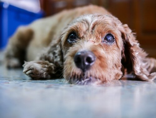 Grå starr hos hundar: symtom och behandling