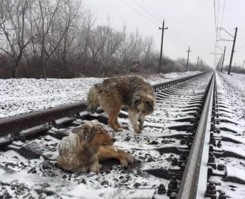 Hund skyddade sin vän mot tåget: en rörande berättelse
