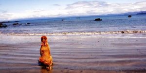 Guacharaca – den otroliga hunden som skrev en bok