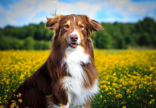 Hund på fält med blommor