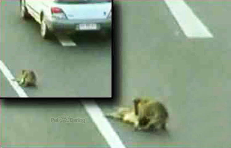 Hund räddas från bilväg