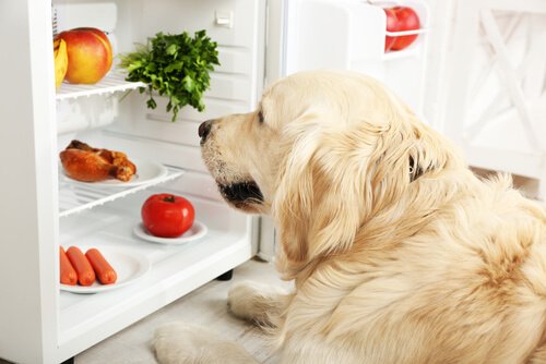 Hund vid kylskåp