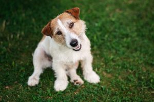Hur förstår hundar sina ägares kommunikation?