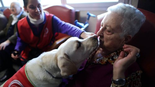 Läkarhundar i Madrid – ludna "terapeuter" ger en hjälpande tass