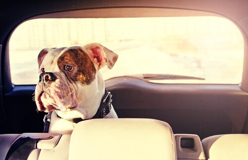 Åksjuk hund: vad kan du göra för att undvika att din hund mår illa?