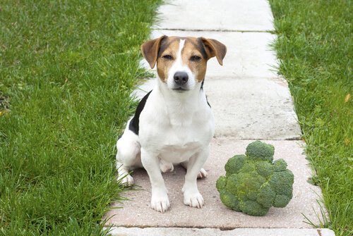 Broccoli i en hunds kost – är det bra eller inte?