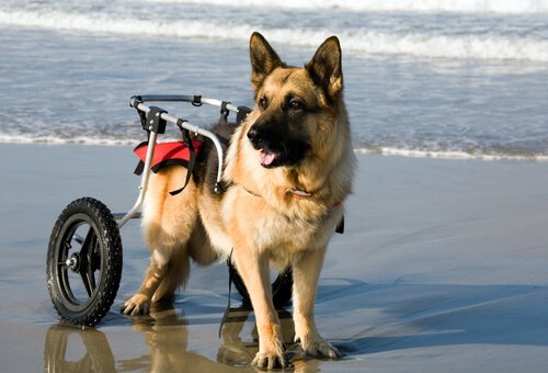 Hundar i rullstol njuter av den spanska stranden