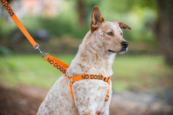 Hund med orange färg på halsband och koppel