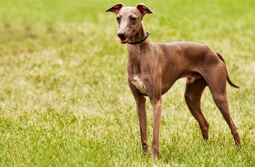 Greyhound som står på gräsmatta.