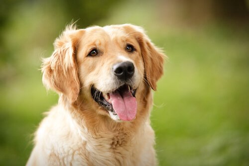 Vad kan hundar säga med sitt ansiktsuttryck?