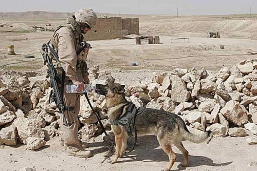 Berättelser om vänskap mellan hundar och soldater i Afghanistan