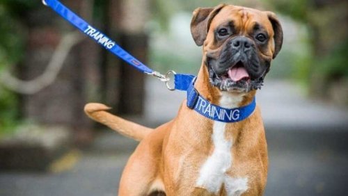 En hunds halsbandsfärg kan berätta om dess personlighet