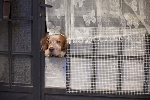Hur länge kan du lämna din hund ensam hemma?