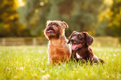 Två lyckliga hundar i en park