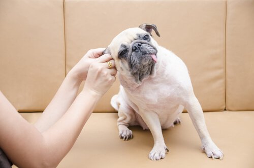 Hur du kan rengöra hundens öron på ett enkelt sätt