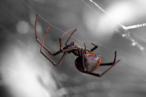 Åtta av de farligaste spindlarna i världen