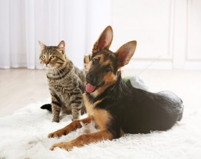 Hund och katt på en matta