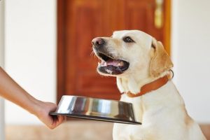 Vad ska du göra om din hund förlorar aptiten?