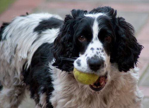 Instruktioner för hur du lär din hund att fånga en boll