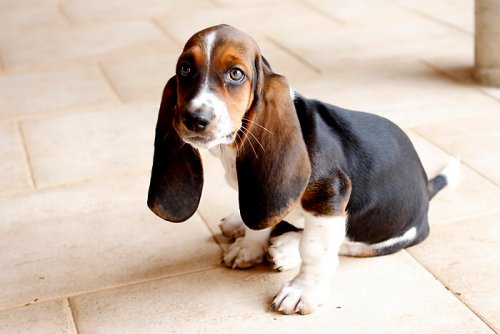 Vilka hundraser är det som har vackra, långa öron?
