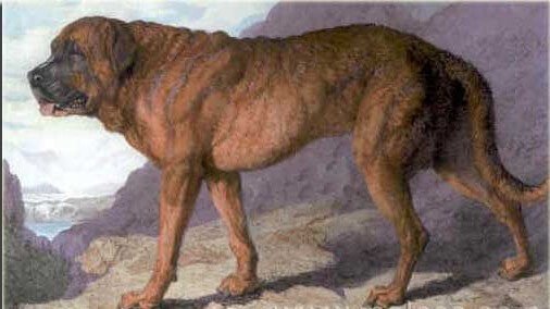 Utdöda hundraser – förfäder till många av dagens hundar