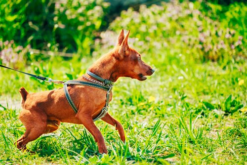 Hundpersonligheter: 5 typer som är bra att känna till