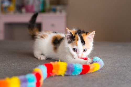 Trefärgad kattunge