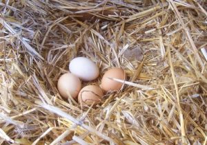 Hur du kan förbättra dina hönors äggkvalitet