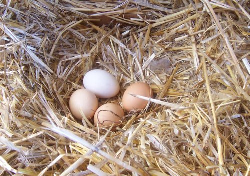 Hur du kan förbättra dina hönors äggkvalitet