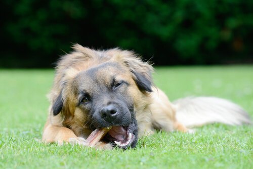Hur du väljer dentaltugg för att förbättra din hunds munhälsa