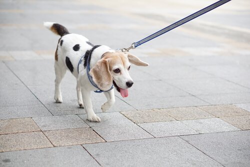 Svavel och hundar: ett hjälpmedel eller potentiellt skadligt?