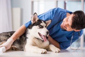 En hund undersöks av en veterinär, potentiellt för hundparvovirus
