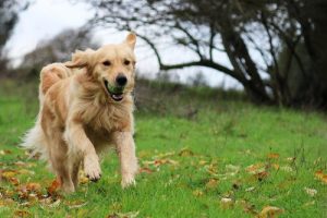 Golden retriever: en söt, älskvärd och vänlig hund