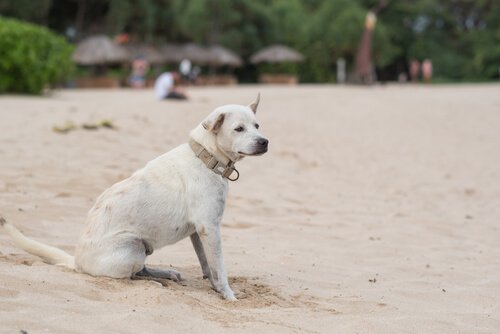 Hundar med epilepsi: vad det är & hur det kan behandlas