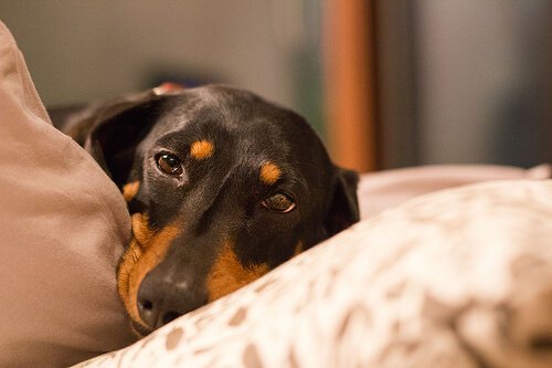 Hur man motverkar och behandlar magomvridning hos hundar