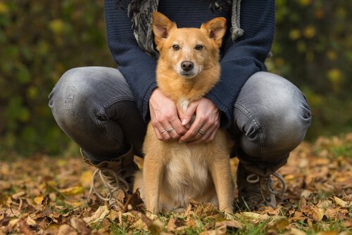 Hjärtsvikt hos hundar: orsaker, symptom och behandling