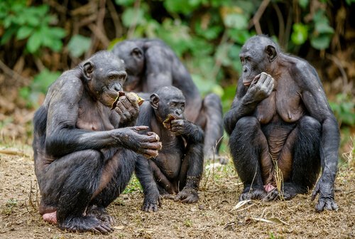 En grupp bonobos äter