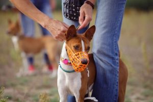 Typer av munkorg som kan användas för hundar