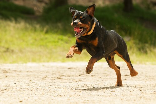 Potentiellt farlig hund springer