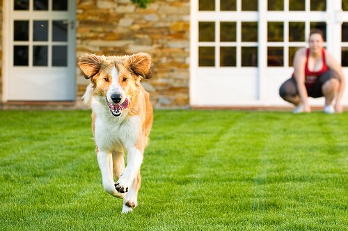 Hur man tränar sin hund att inte springa hemifrån