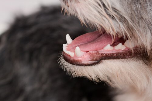 Vad färgen på din hunds tandkött kan berätta för dig