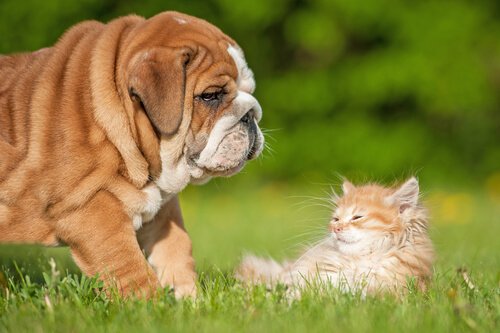 En hund och katt i gräset