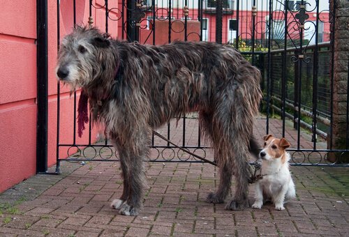 irländsk varghund bredvid småhund