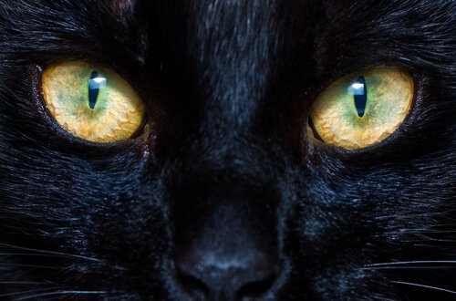 Hur katters och hundars pupiller fungerar