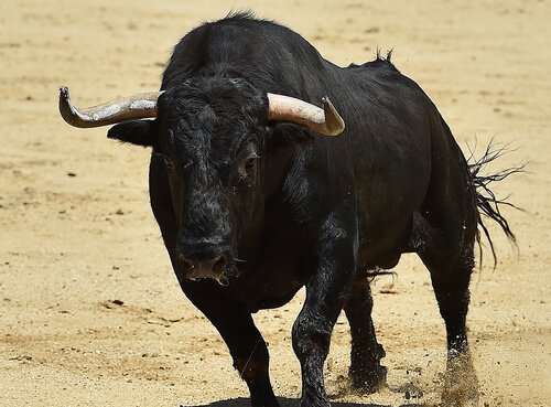 Den spanska kamptjuren: detta djurs historia och egenskaper